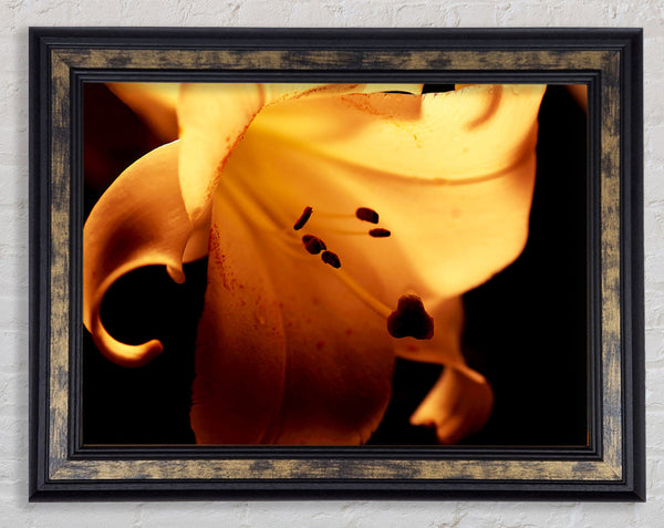 Cocoa Sun Blaze Framed Print