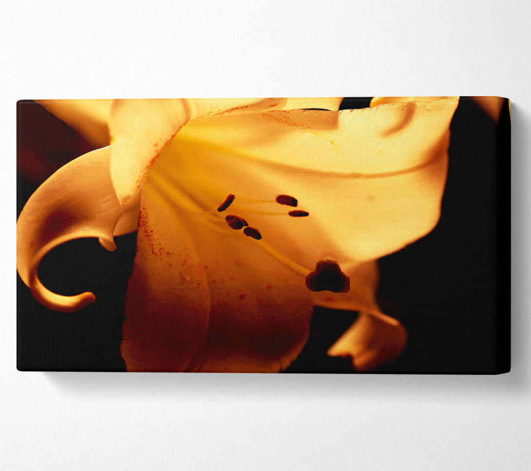  A Canvas Print of Cocoa Sun Blaze Canvas Art