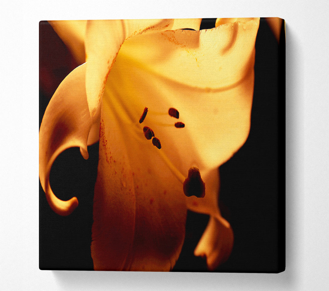  A Canvas Print of Cocoa Sun Blaze Canvas Art