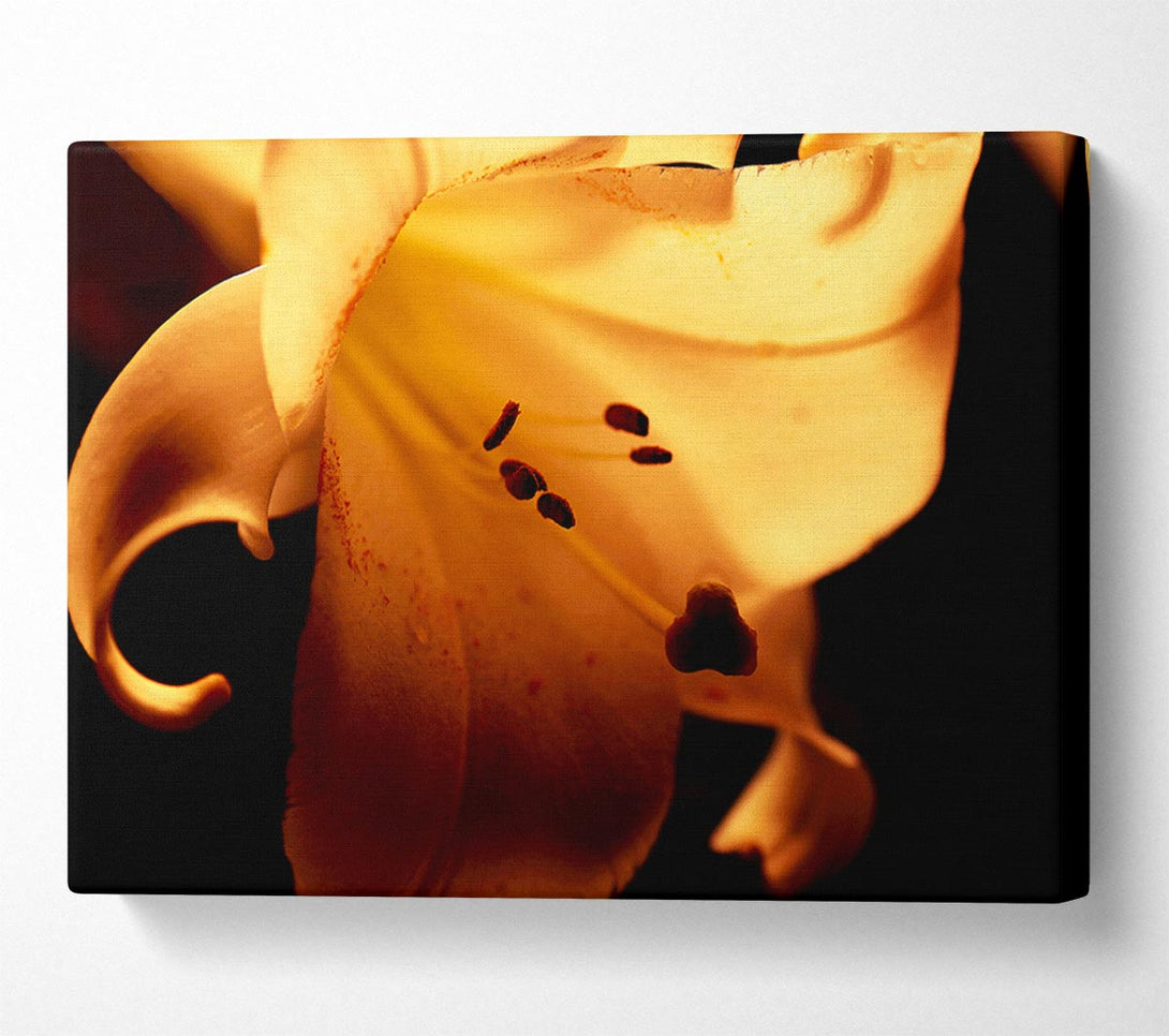  A Canvas Print of Cocoa Sun Blaze Canvas Art