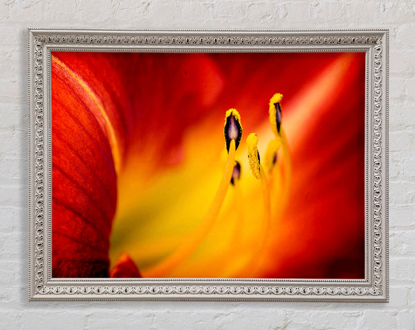 Close-Up Of Beauty Framed Print