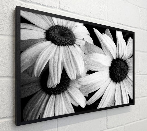 Daisy Petal Beauty B n W