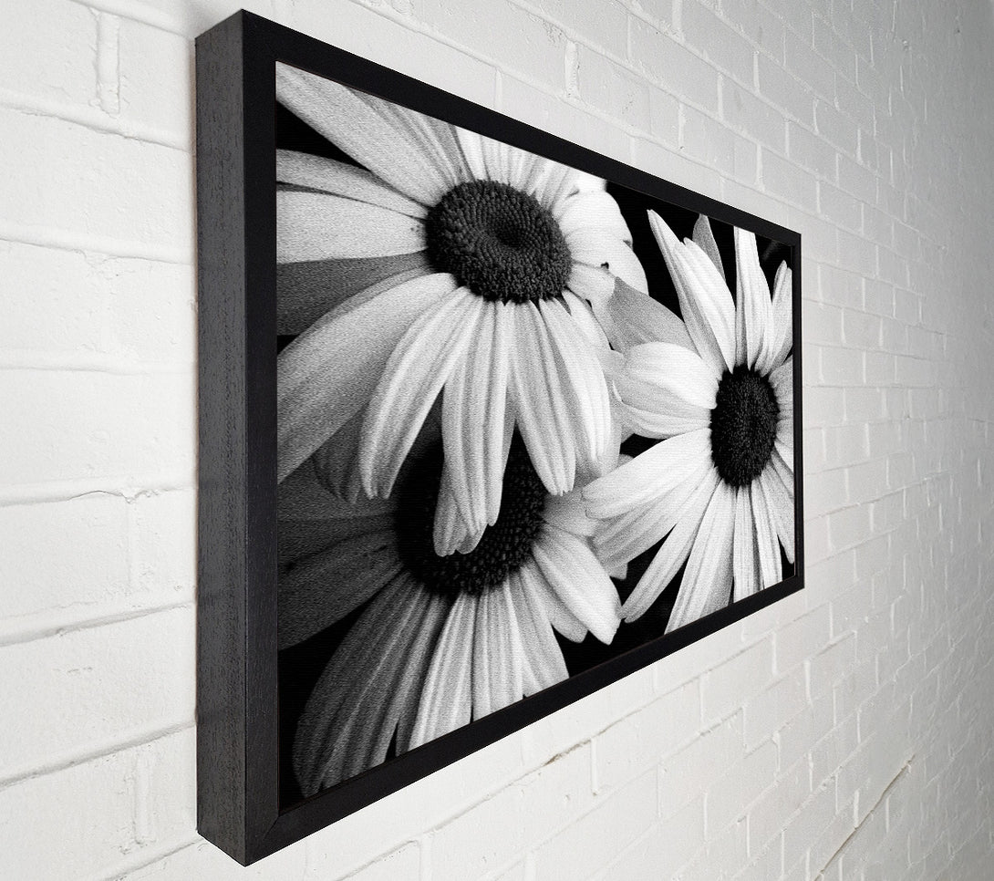  A Canvas Print of Daisy Petal Beauty B n W Canvas Print