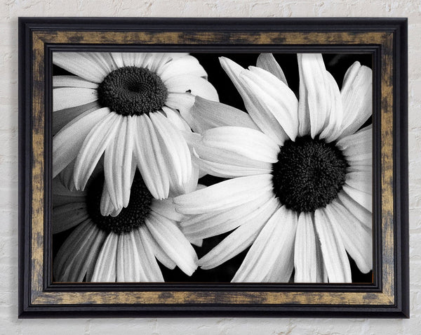 Daisy Petal Beauty B n W Framed Print