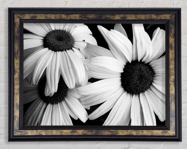 Daisy Petal Beauty B n W Framed Print