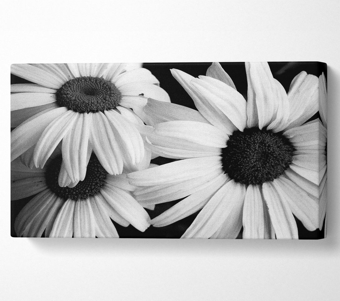  A Canvas Print of Daisy Petal Beauty B n W Canvas Print