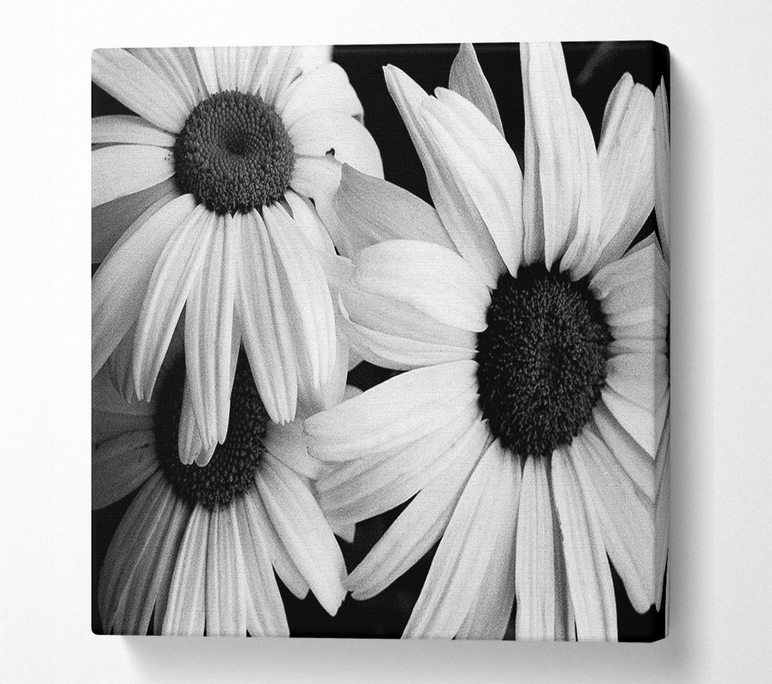  A Canvas Print of Daisy Petal Beauty B n W Canvas Print