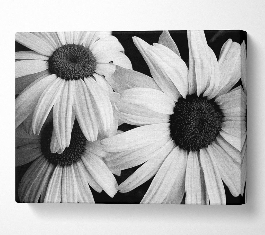 A Canvas Print of Daisy Petal Beauty B n W Canvas Print