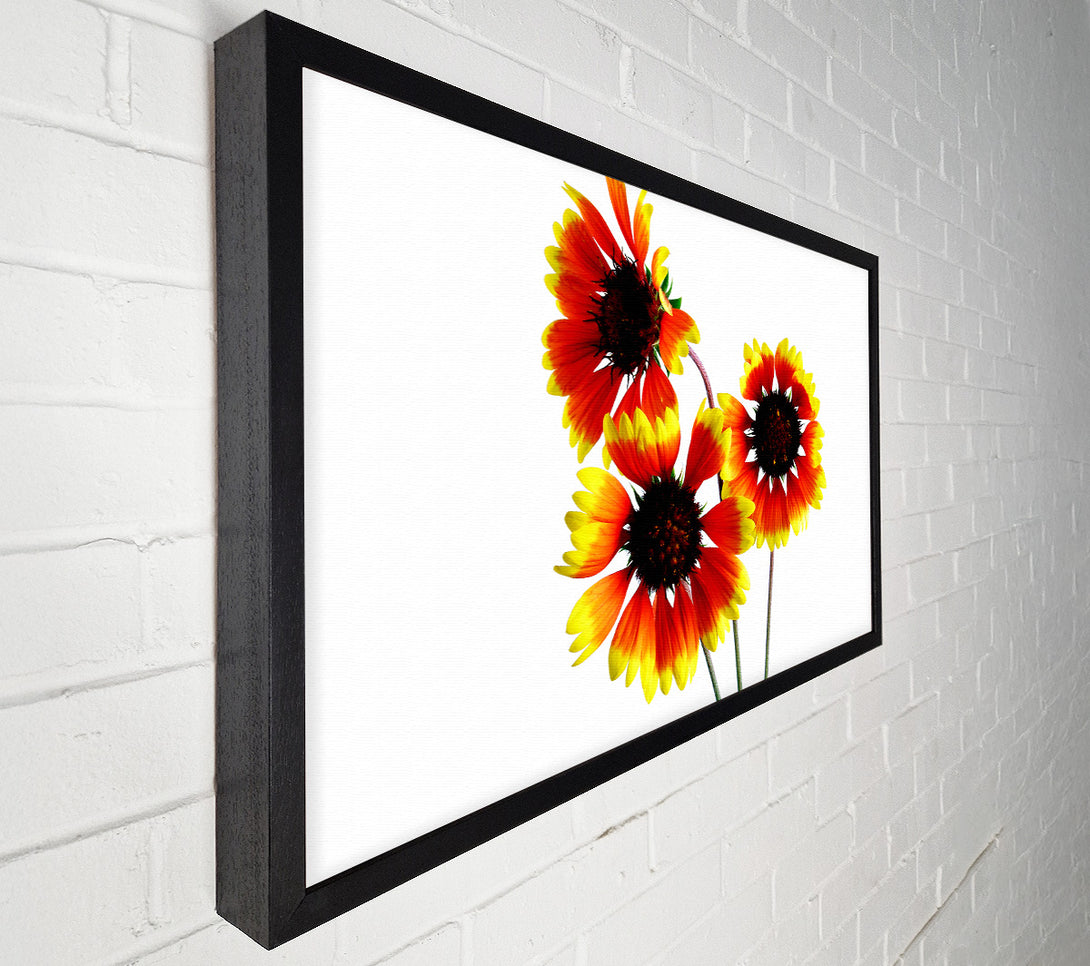  A Canvas Print of Sun Flower Trio Canvas Print
