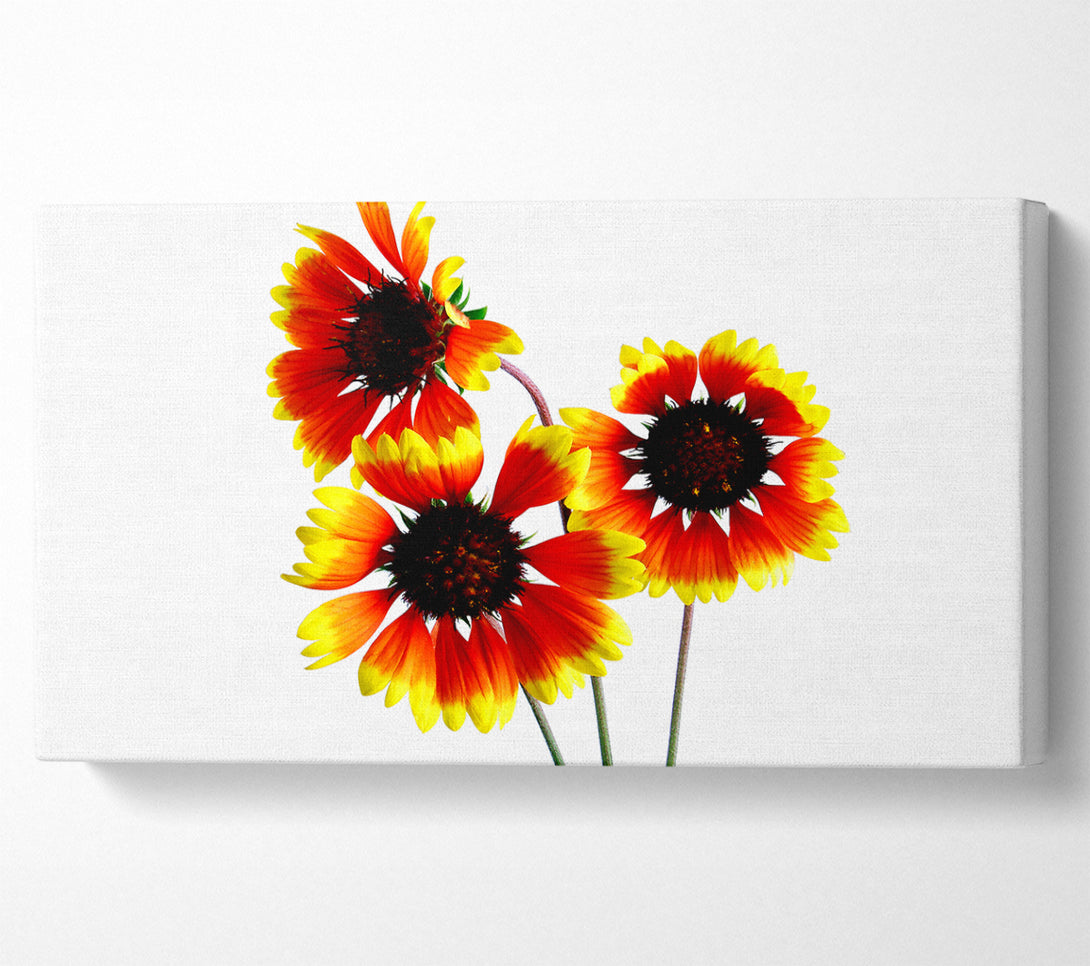  A Canvas Print of Sun Flower Trio Canvas Print