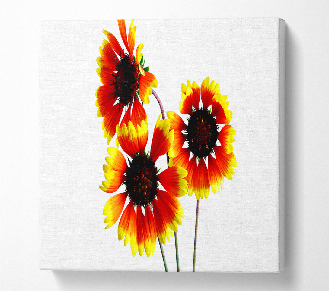  A Canvas Print of Sun Flower Trio Canvas Print