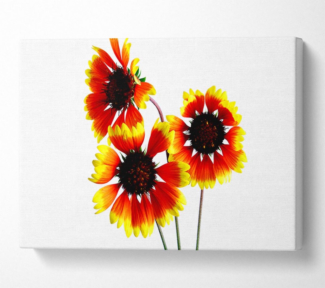  A Canvas Print of Sun Flower Trio Canvas Print