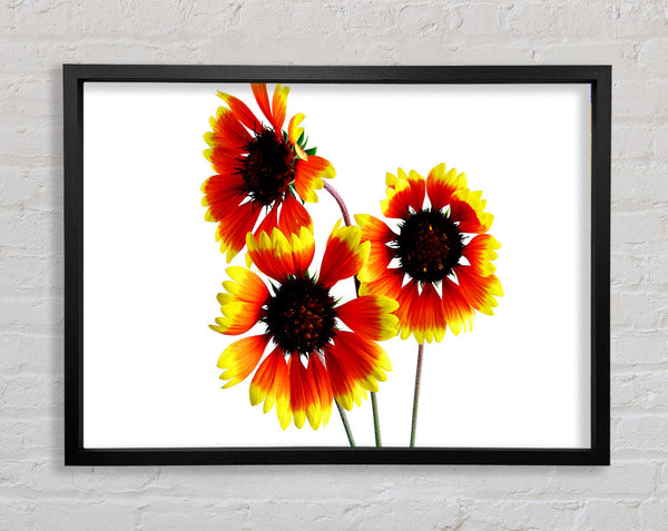 Sun Flower Trio Framed Print