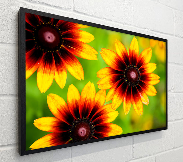 Sun Flower Garden