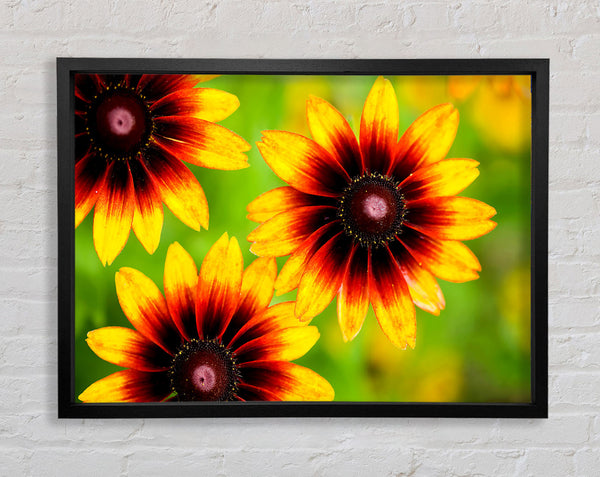 Sun Flower Garden Framed Print