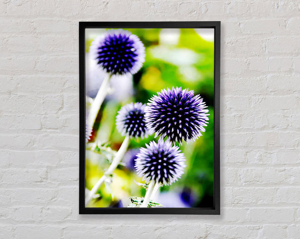 Purple Pom Poms Framed Print