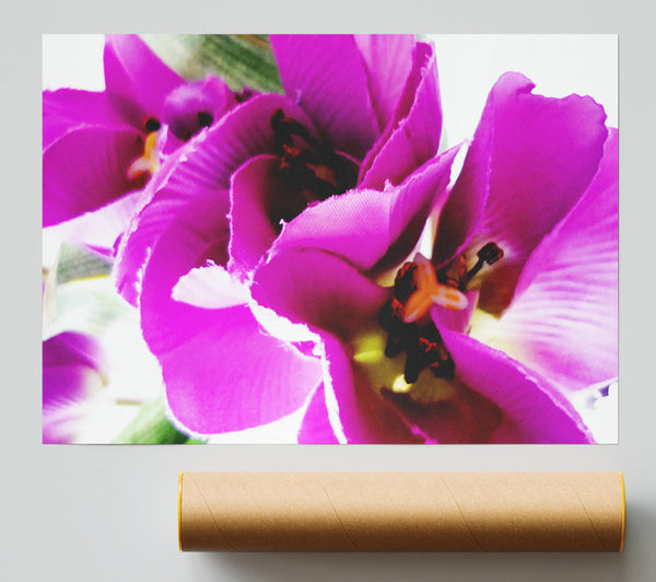 Pink Petal Galore Poster