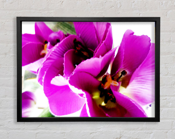 Pink Petal Galore Framed Print