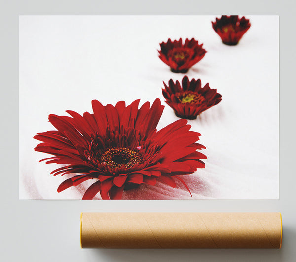 Red Gerbera Heads Giclee Print