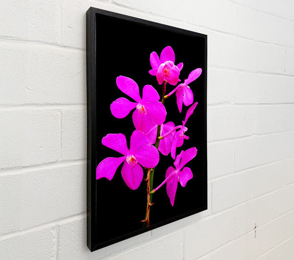 Vibrant Pinks