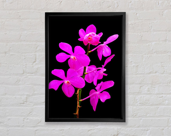 Vibrant Pinks Framed Print