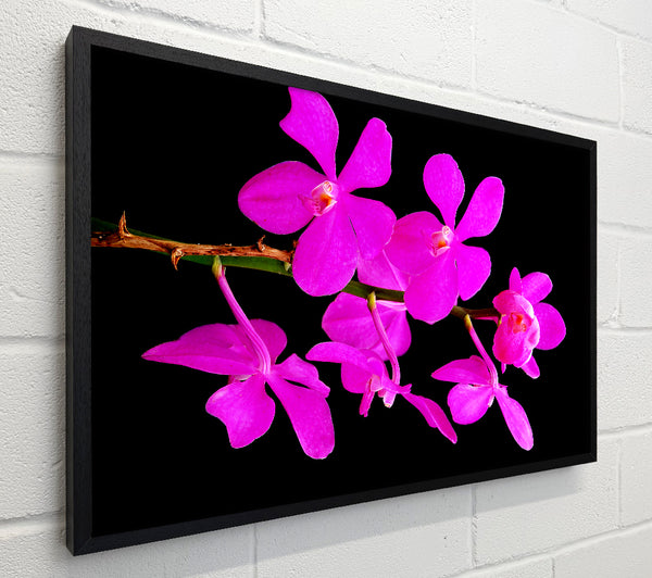 Vibrant Pink Beauties