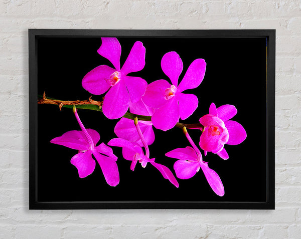 Vibrant Pink Beauties Framed Print