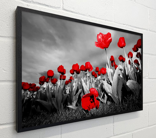 Red Tulip Skies B n W