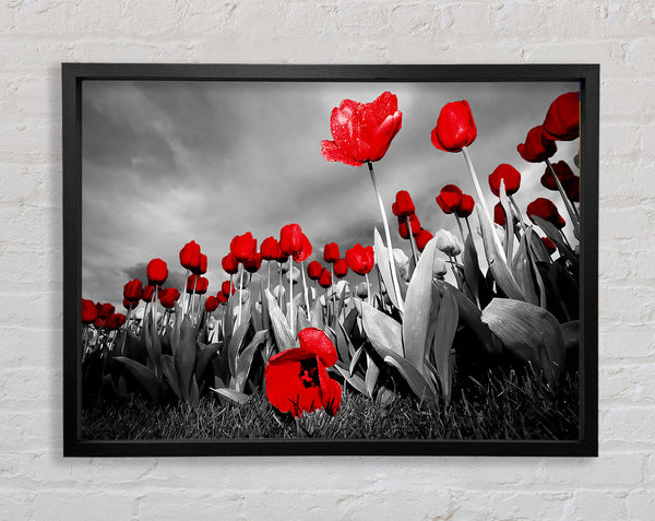 Red Tulip Skies B n W Framed Print