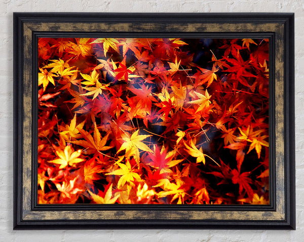 Autumn Spray Framed Print