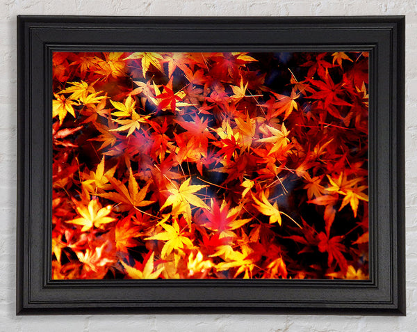 Autumn Spray Framed Print