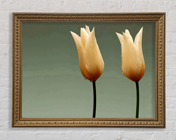 Cream Fire Tulips Framed Print