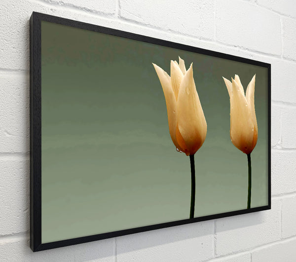 Cream Fire Tulips