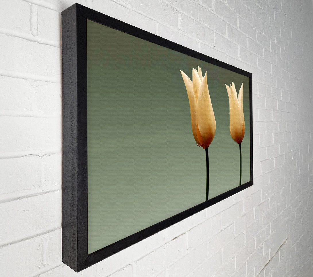  A Canvas Print of Cream Fire Tulips Canvas Art