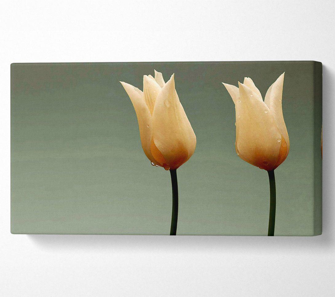  A Canvas Print of Cream Fire Tulips Canvas Art