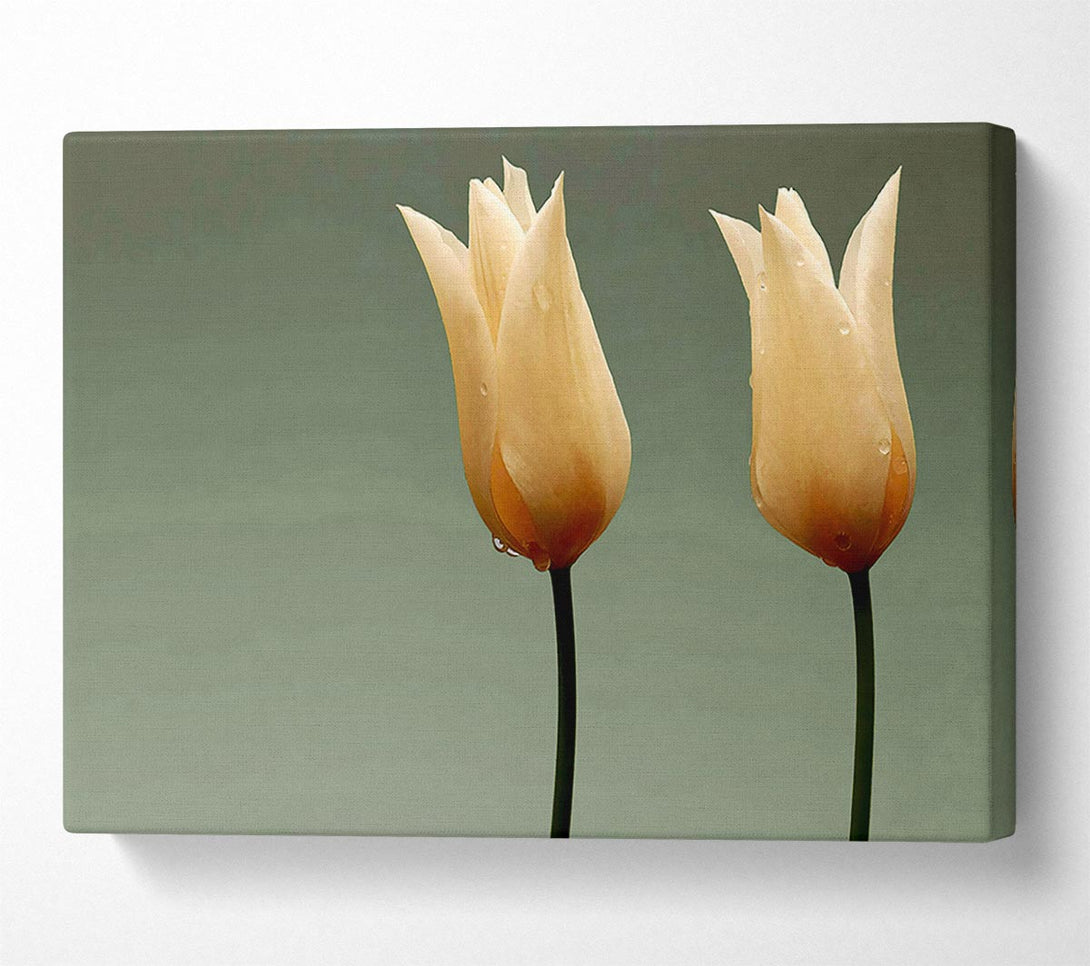  A Canvas Print of Cream Fire Tulips Canvas Art