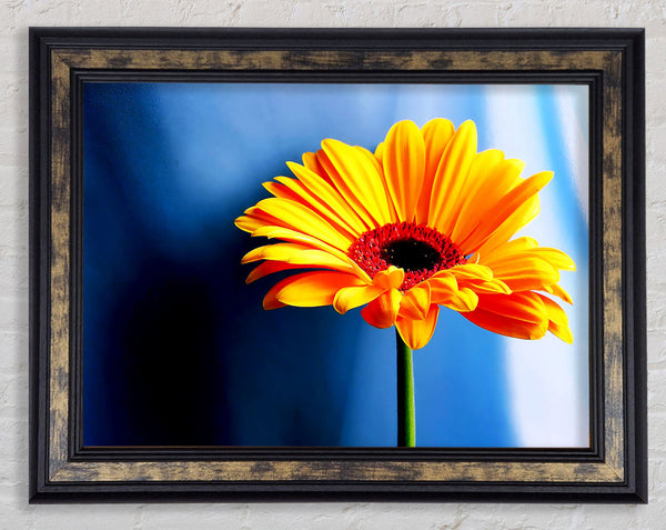 Single Orange Gerbera Framed Print