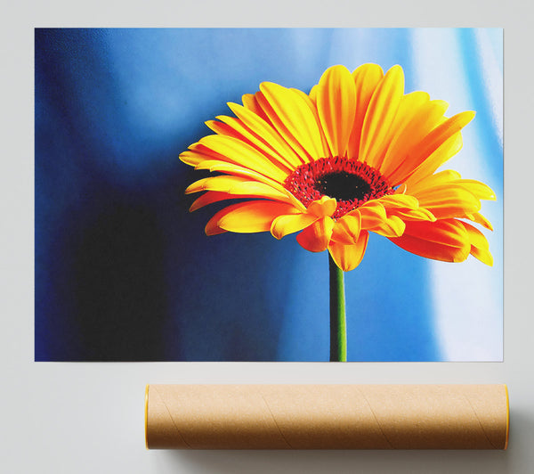 Single Orange Gerbera Poster