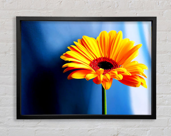 Single Orange Gerbera Framed Print