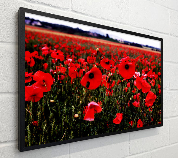 Red Poppy Field Hills