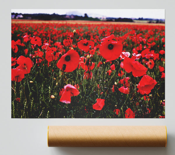 Red Poppy Field Hills Giclee Print