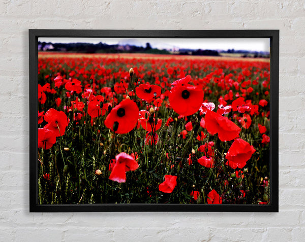 Red Poppy Field Hills Framed Print