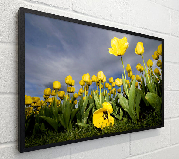 Yellow Daisy Storms