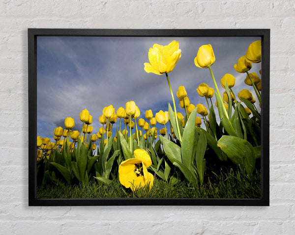 Yellow Daisy Storms Framed Print