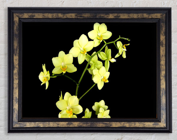 Yellow Star Flowers On Black Framed Print