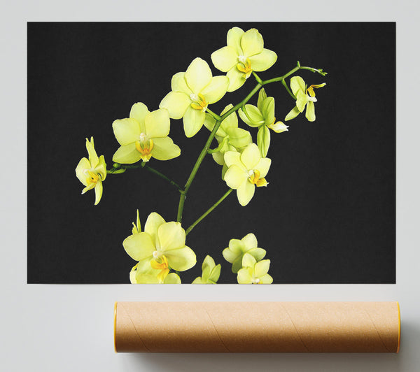 Yellow Star Flowers On Black Print