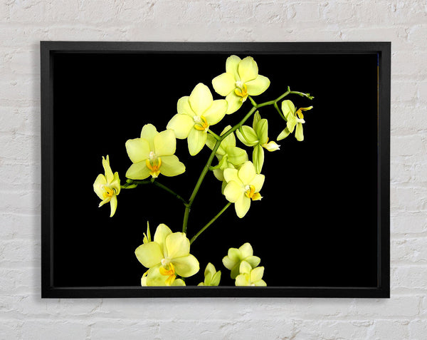 Yellow Star Flowers On Black Framed Print