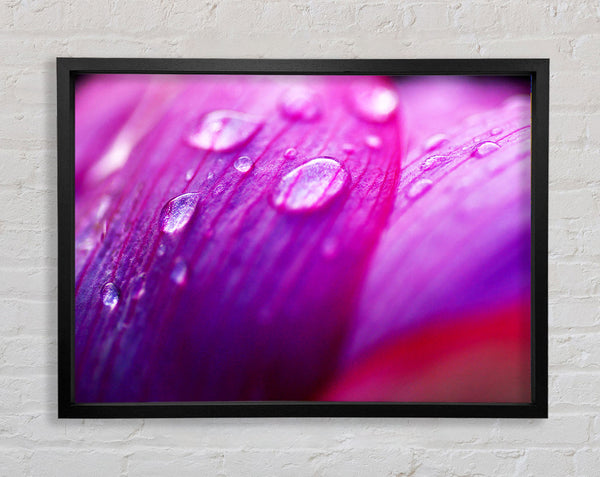 Pink Petal Dew Framed Print