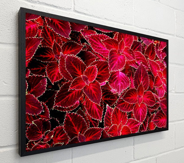 Deep Red Autumn Leaves