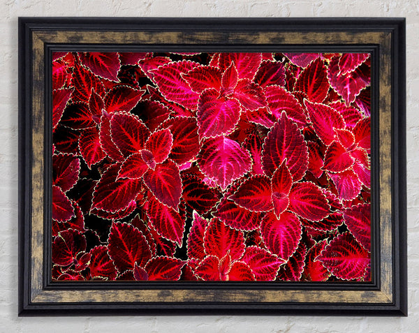 Deep Red Autumn Leaves Framed Print